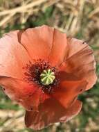 Image of Long-headed Poppy