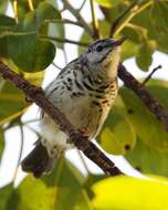 Image of Bar-breasted Honeyeater