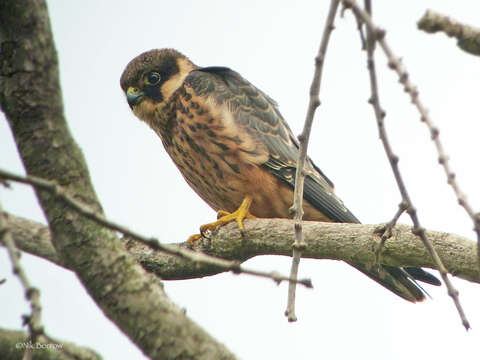 Image of African Hobby