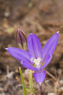 صورة Brodiaea jolonensis Eastw.