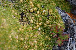 Image of Golden Alpine Sandwort