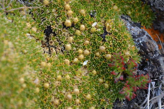 Thylacospermum caespitosum (Cambess.) Schischk.的圖片