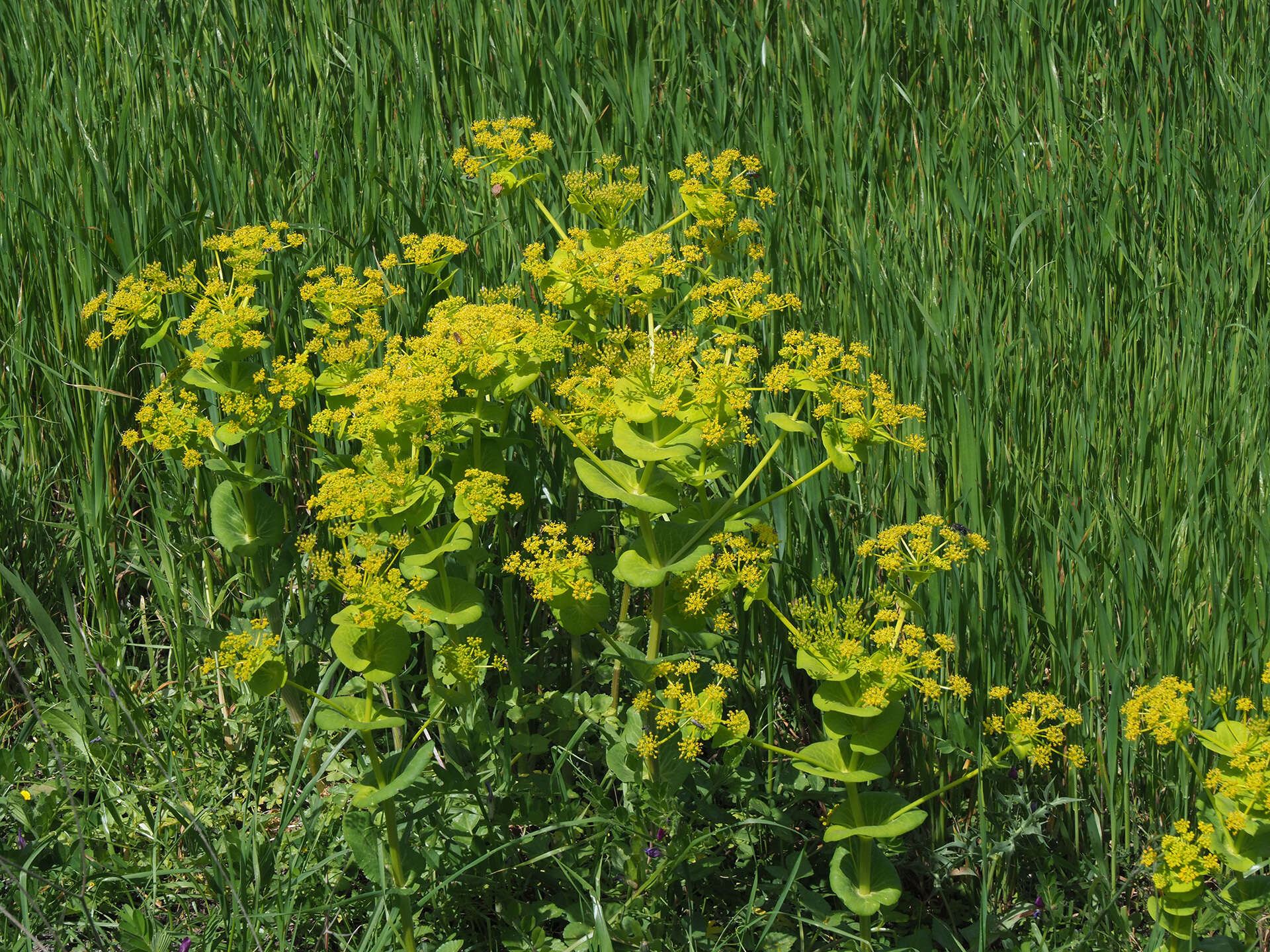 Image of Smyrnium perfoliatum subsp. rotundifolium (Mill.) Bonnier & Layens