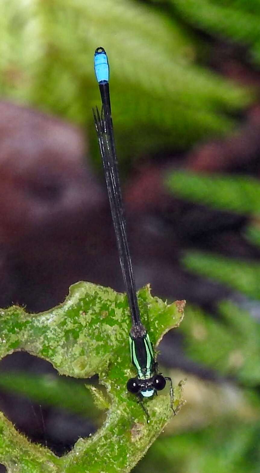 Palaemnema dentata Donnelly 1992 resmi