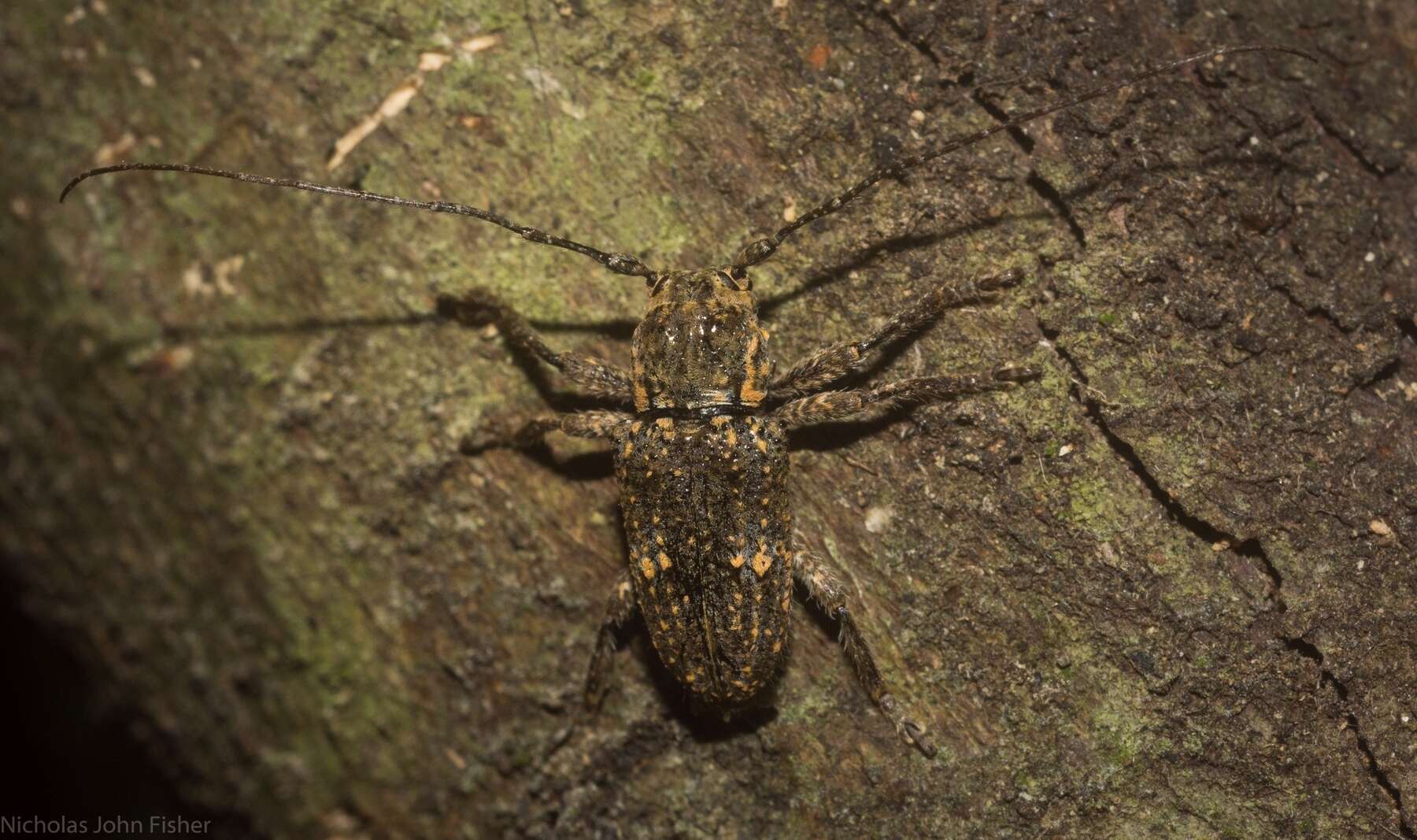 Image of Rhytiphora mediofasciata (Breuning 1938)