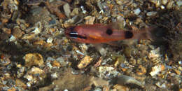 Image of Flamefish