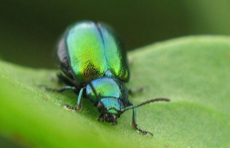 Imagem de Gastrophysa viridula