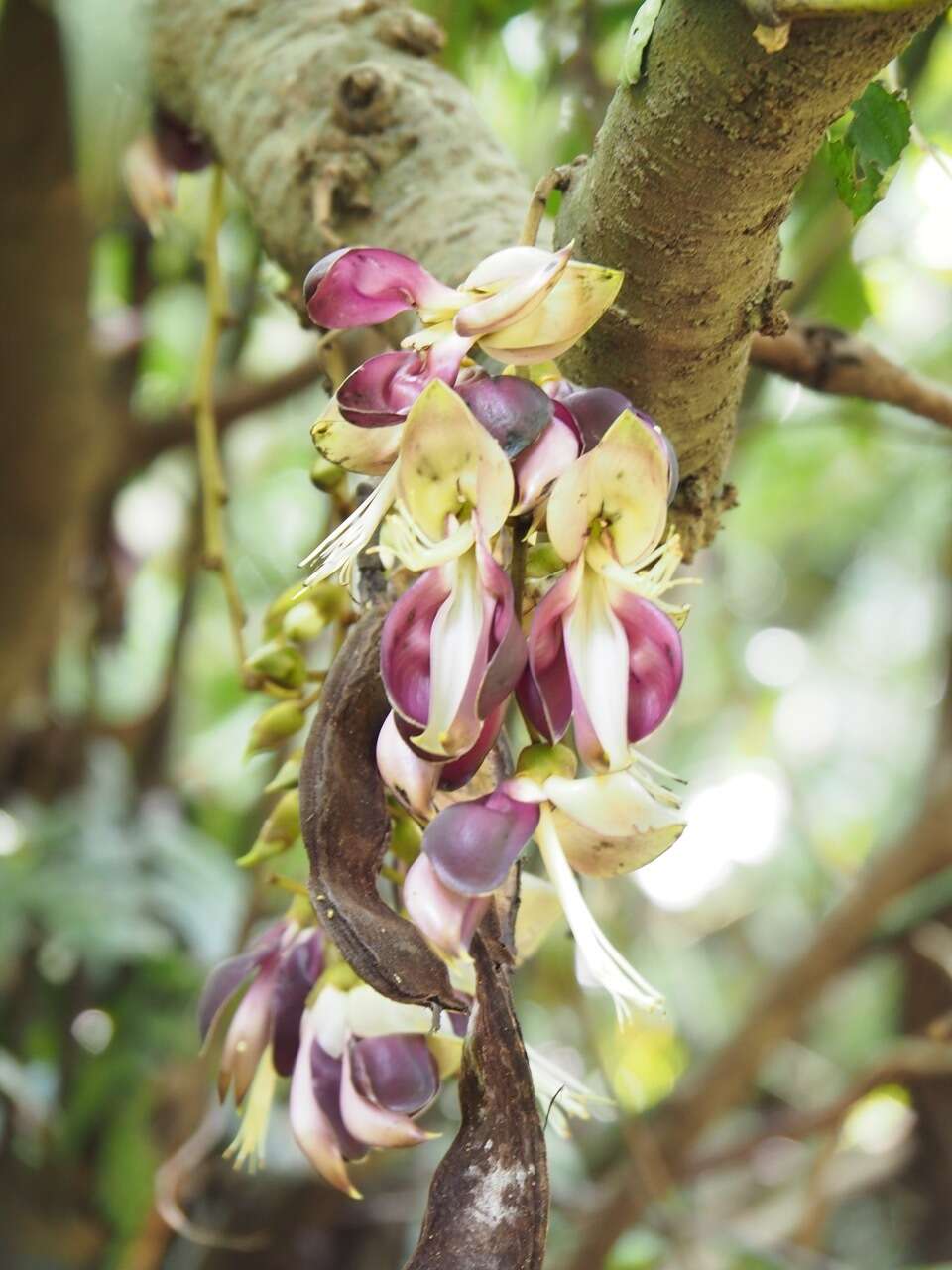 Imagem de Mucuna macrocarpa Wall.