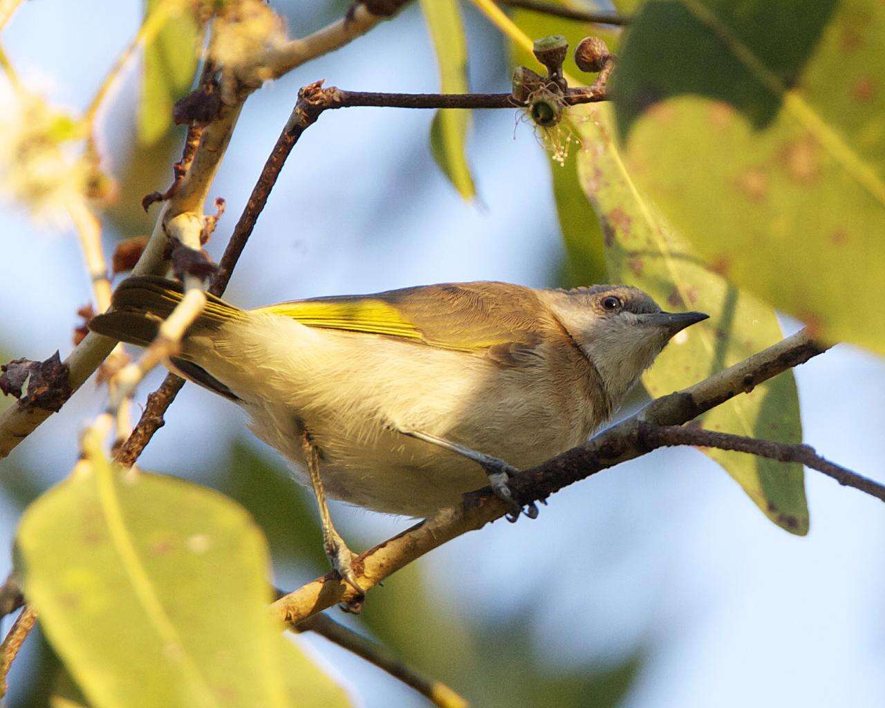 Imagem de Conopophila albogularis (Gould 1843)