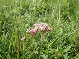 Sivun Eupatorium lindleyanum DC. kuva