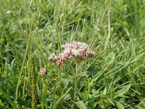 Image de Eupatorium lindleyanum DC.