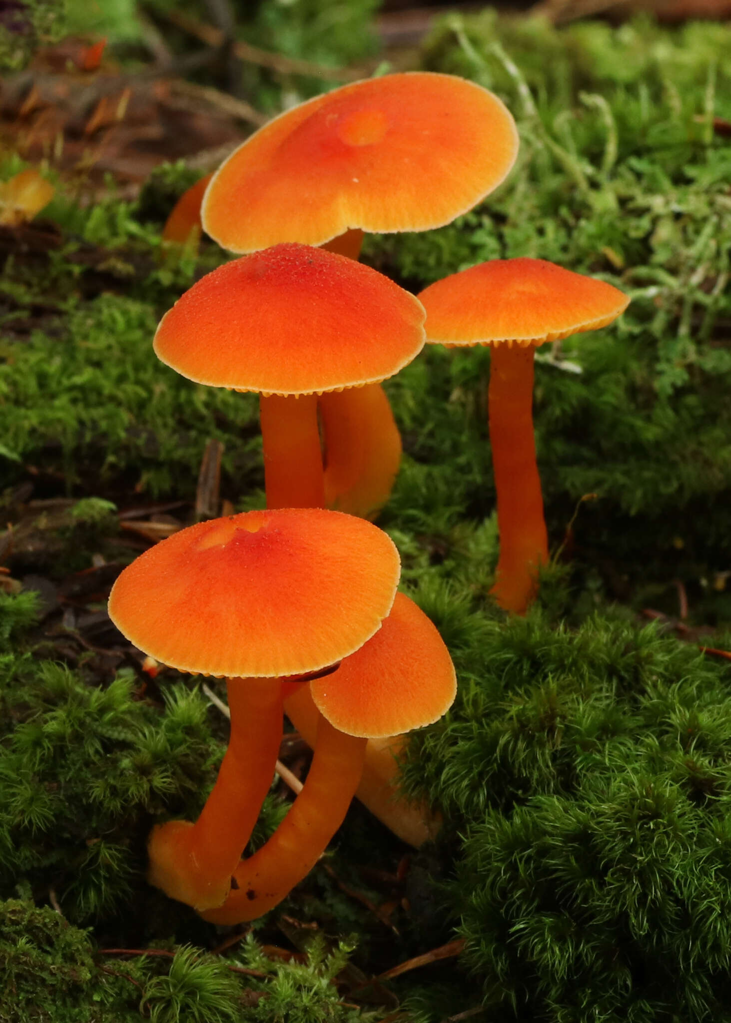 Plancia ëd Hygrocybe squamulosa (Ellis & Everh.) Arnolds 1995