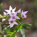 Plancia ëd Halgania andromedifolia Behr & F. Müll. ex F. Müll.