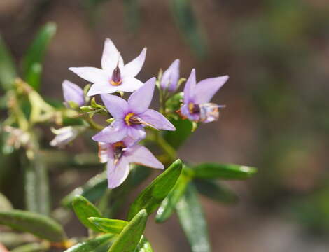 Halgania andromedifolia Behr & F. Müll. ex F. Müll. resmi