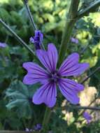 Image of <i>Malva <i>sylvestris</i></i> subsp. sylvestris