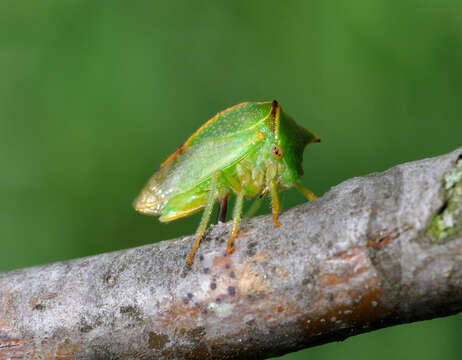 Image of Buffalo treehopper