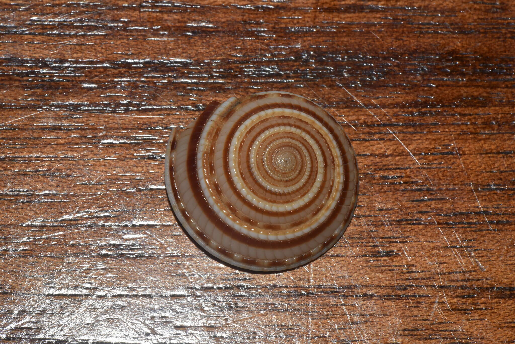 Image of European sundial snail