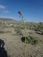 Image of hairy wild cabbage