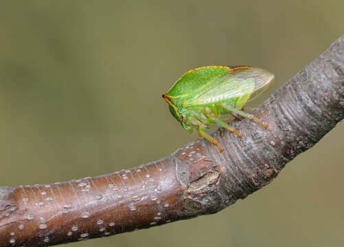 Image of Buffalo treehopper