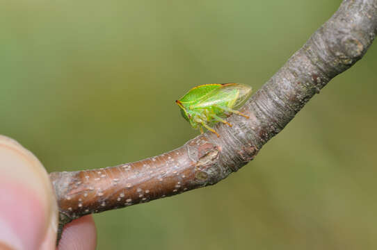 Image of Buffalo treehopper