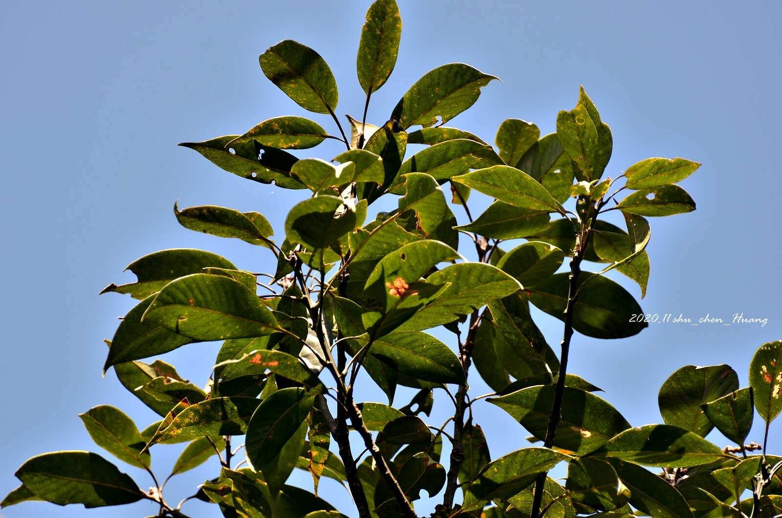 Image of Lithocarpus brevicaudatus (Skan) Hayata