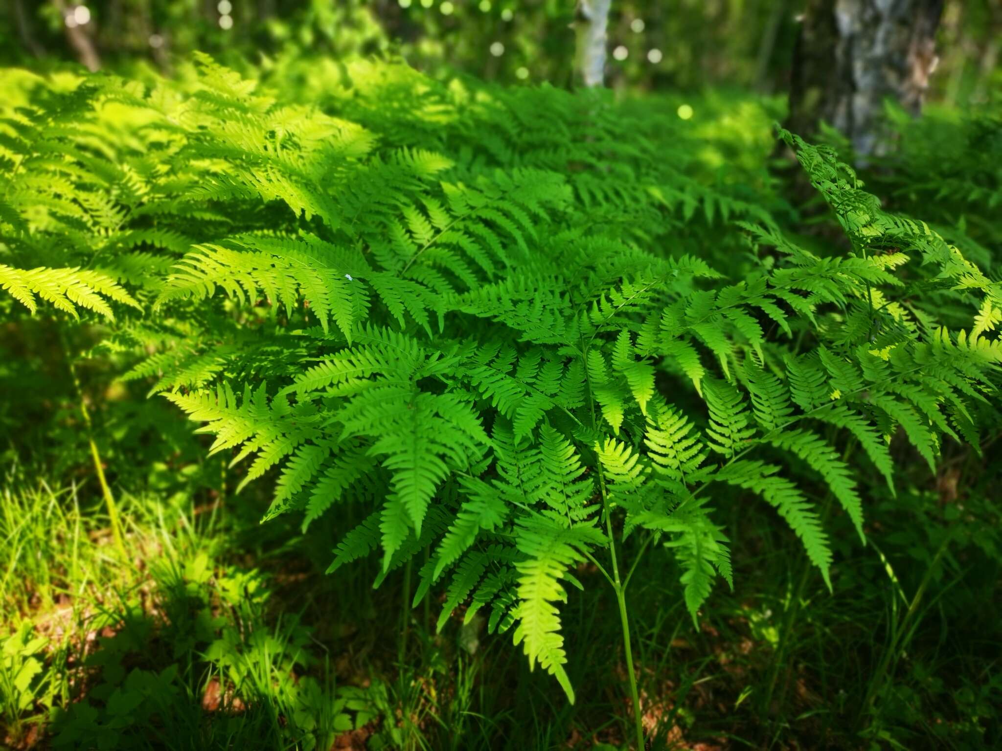 Image of Pteridium latiusculum subsp. japonicum (Nakai) Fraser-Jenkins