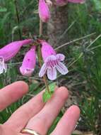 Слика од Penstemon triflorus Heller