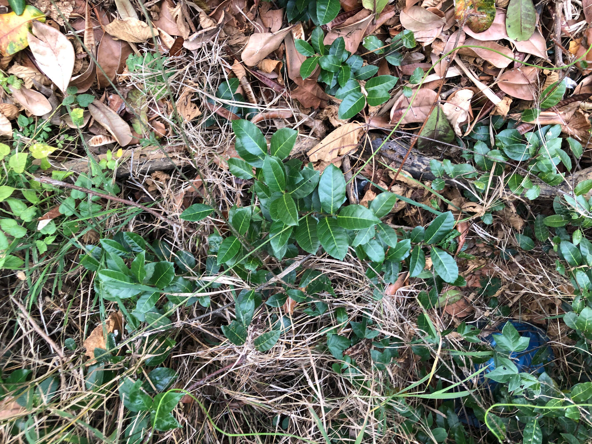 Image of Trophis scandens subsp. scandens