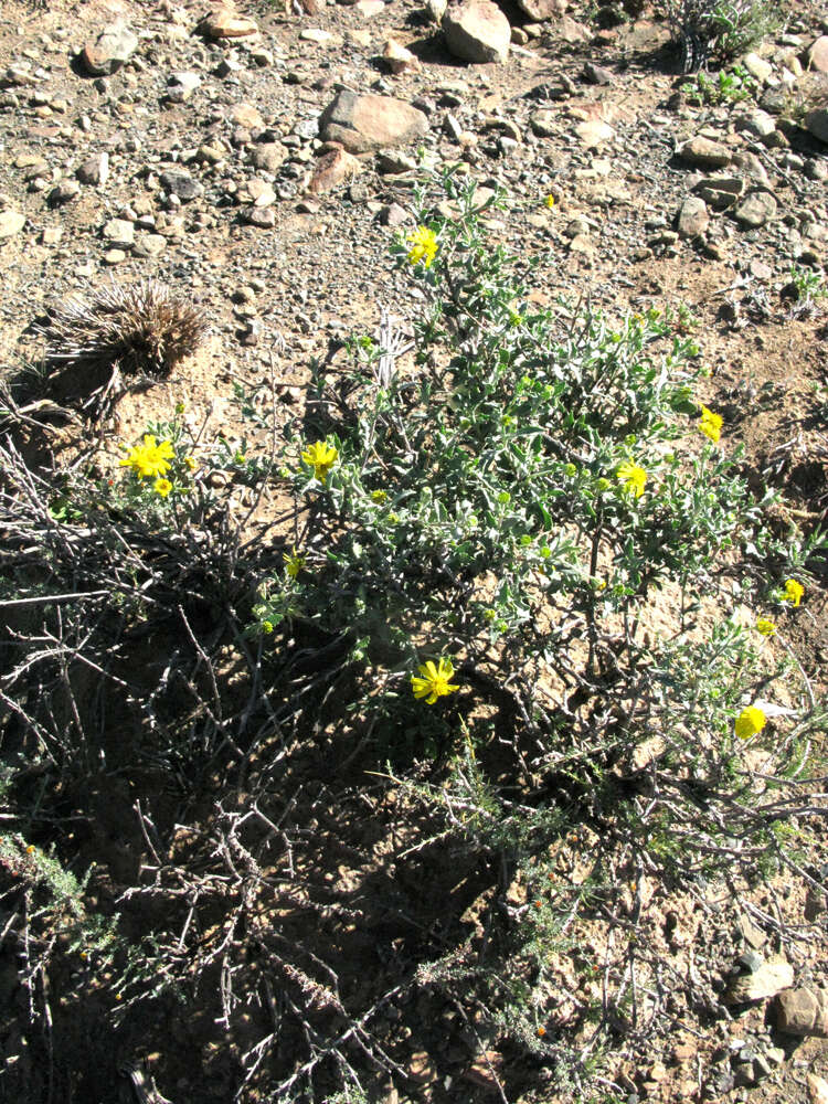 Image of Osteospermum microphyllum DC.