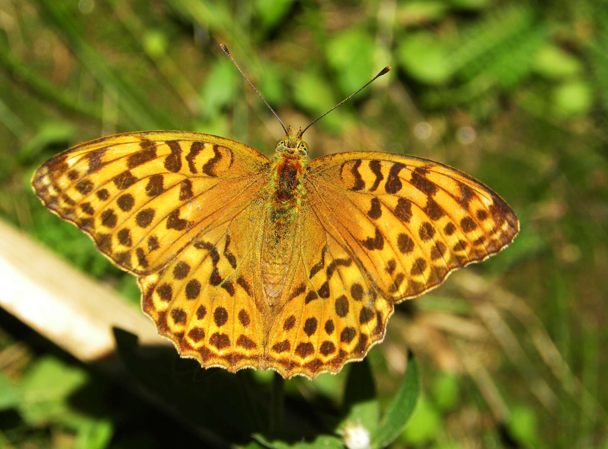 Imagem de Argynnis paphia Linnaeus 1758