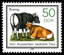 Image of Banteng