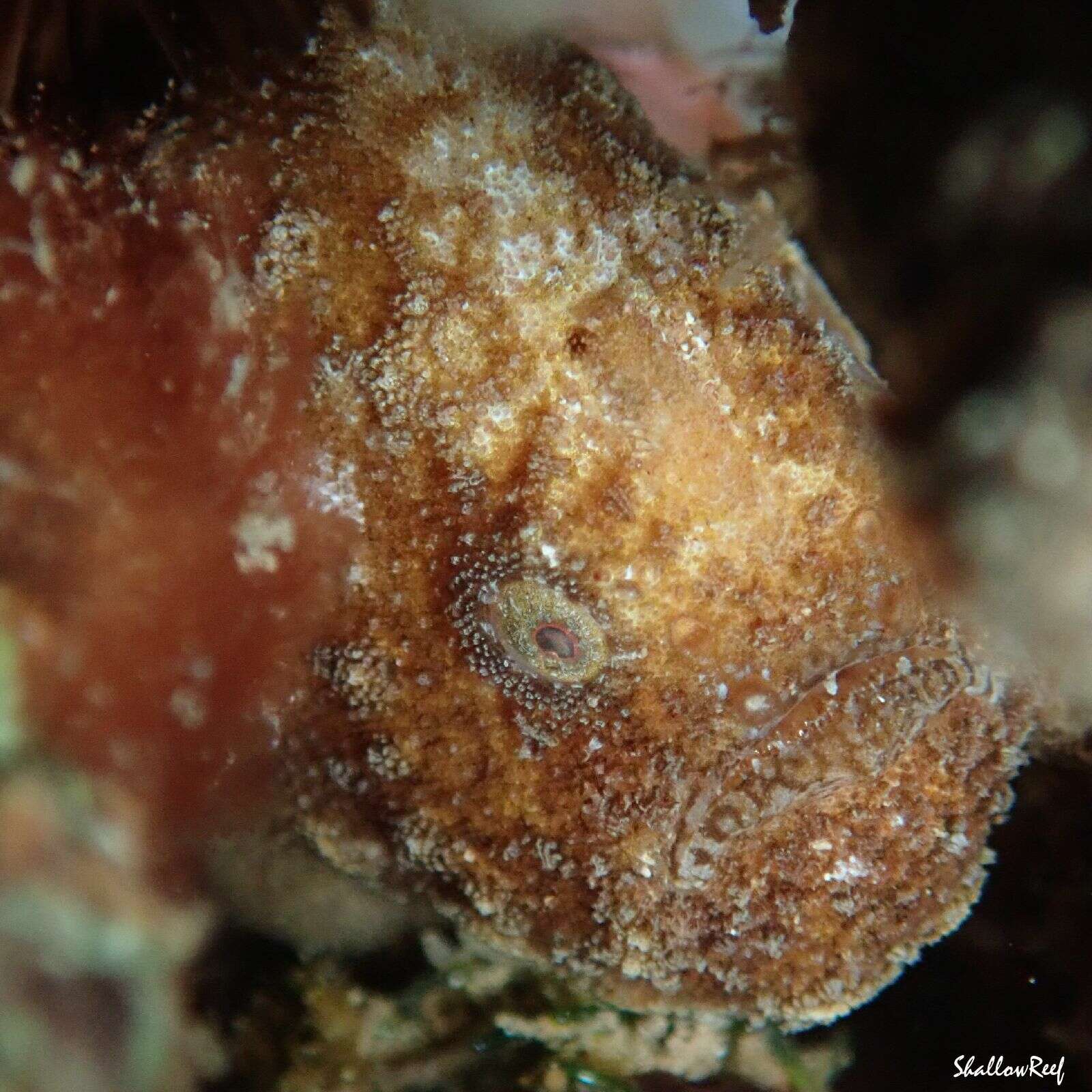 Image of Bandfin frogfish