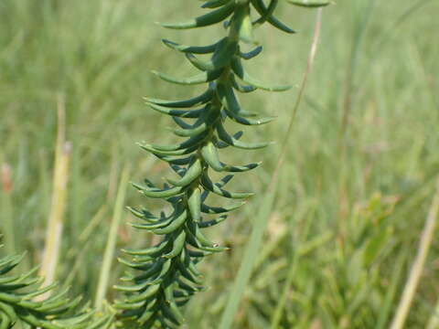 Image of Euphorbia natalensis Bernh. ex C. Krauss