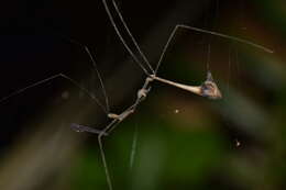 Ghilianella mirabilis McAtee & Malloch 1925 resmi