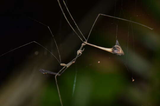 Ghilianella mirabilis McAtee & Malloch 1925 resmi