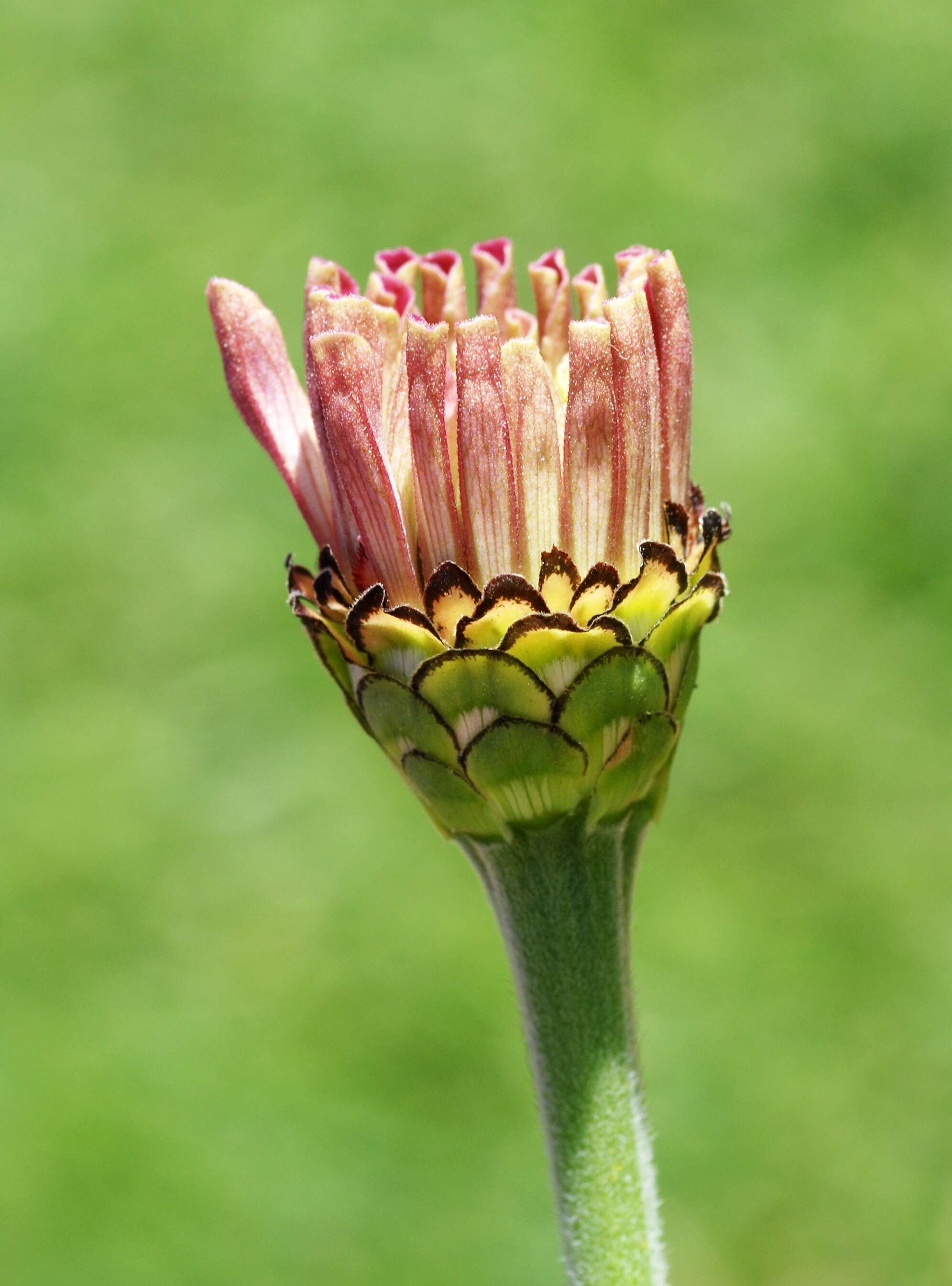 Image of ELEGANT ZINNIA