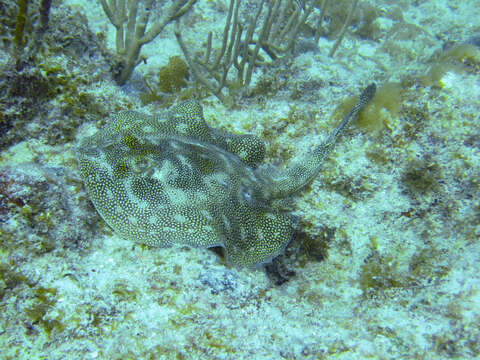 Image of Yellow Stingray