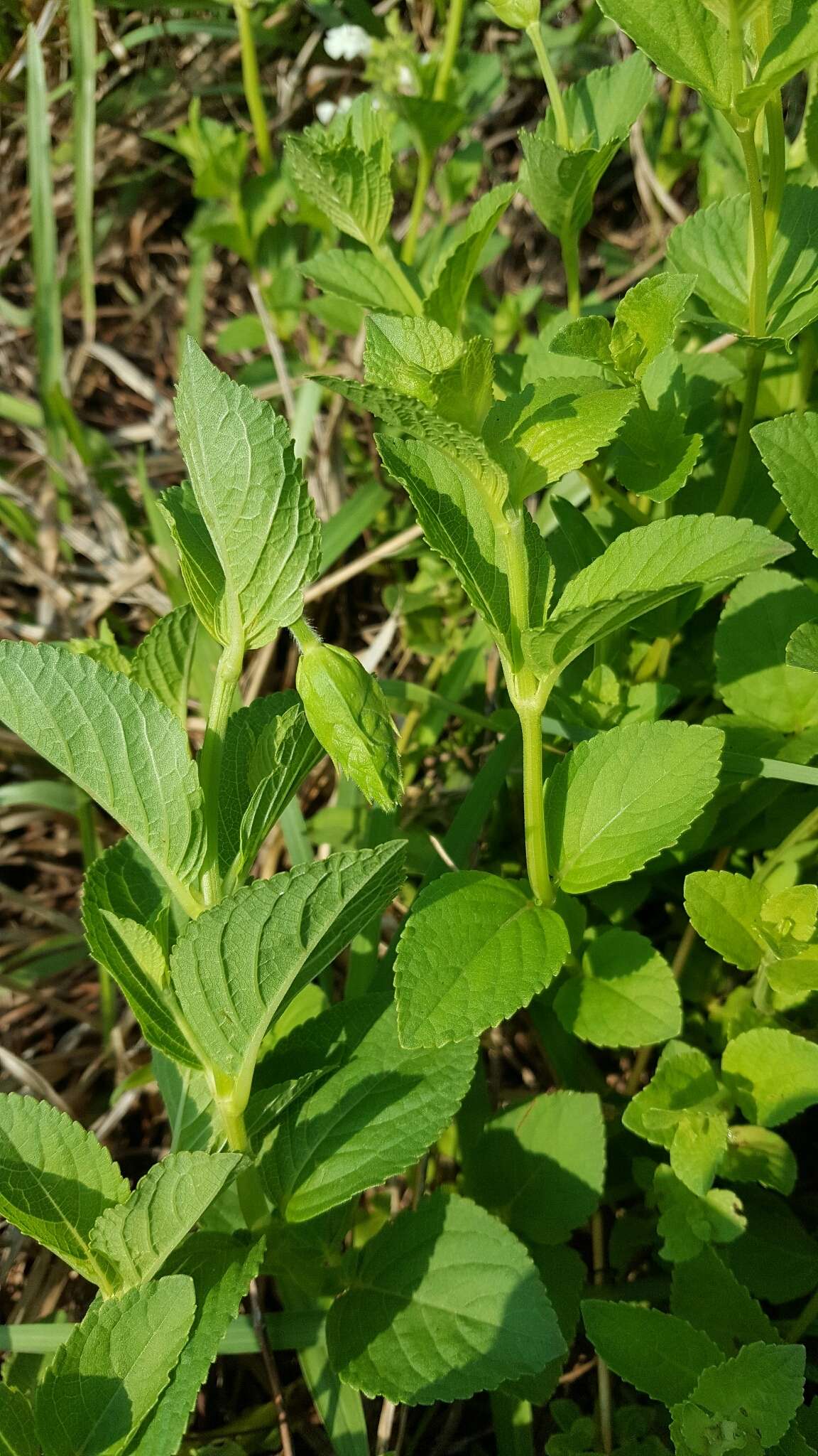 Imagem de Salvia assurgens Kunth