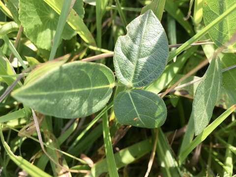 Image of Long-Leaf Cow-Pea