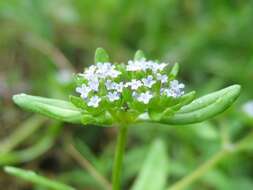 Image of Lewiston cornsalad