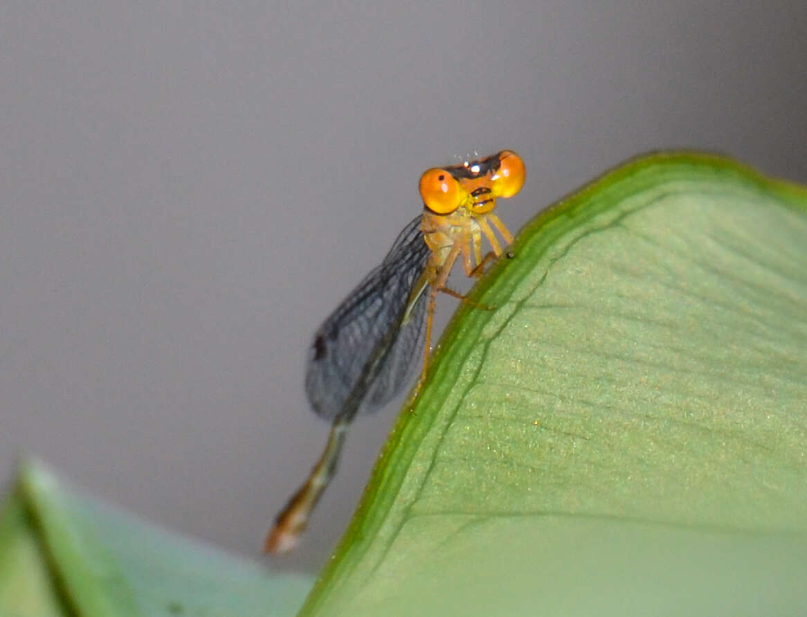 Image of Florida Bluet