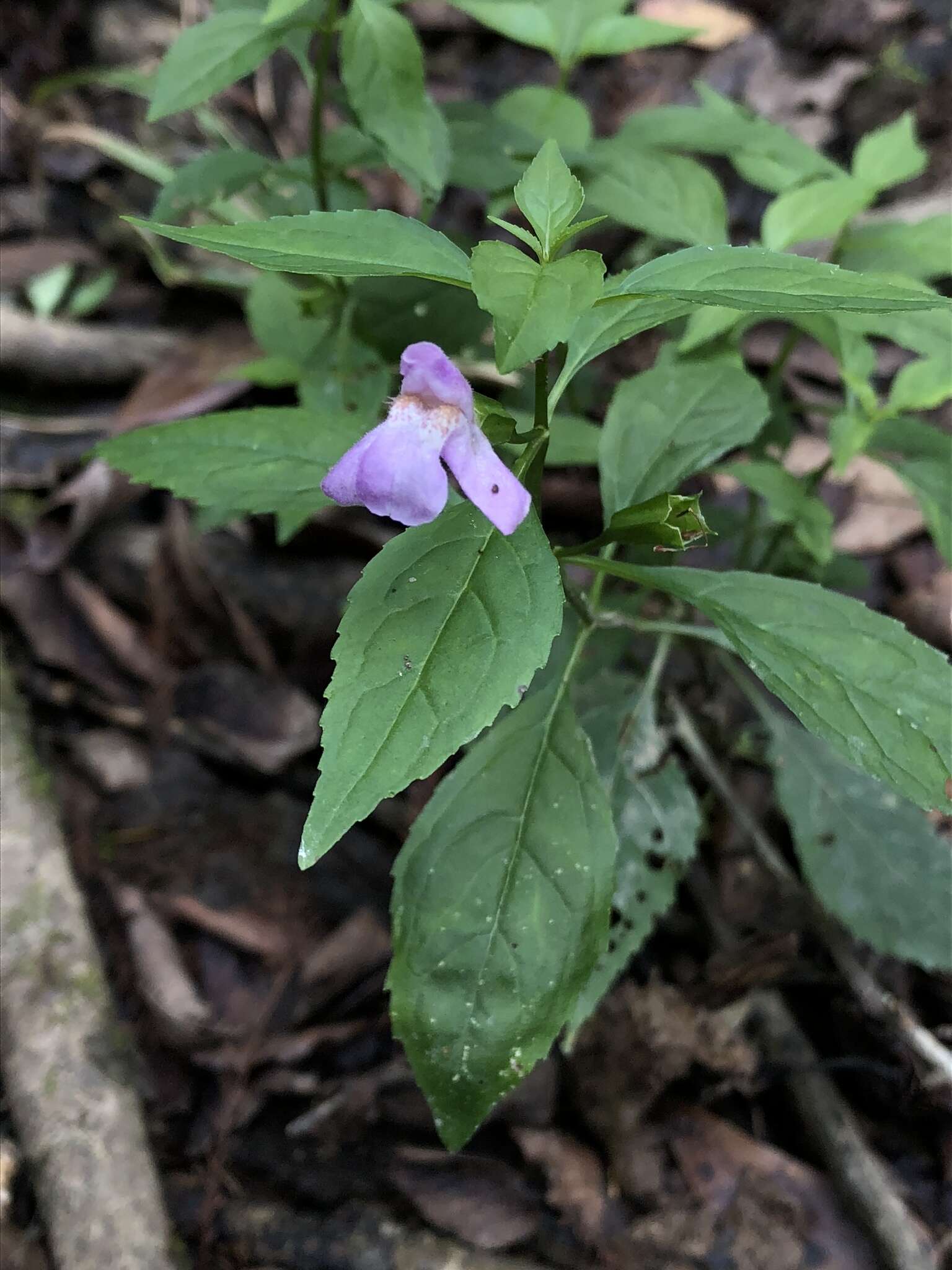 Image of sharpwing monkeyflower