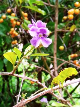 Image de Brunfelsia australis Benth.