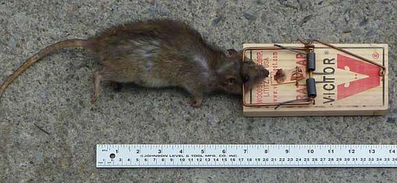 Image of Rattus Rattus