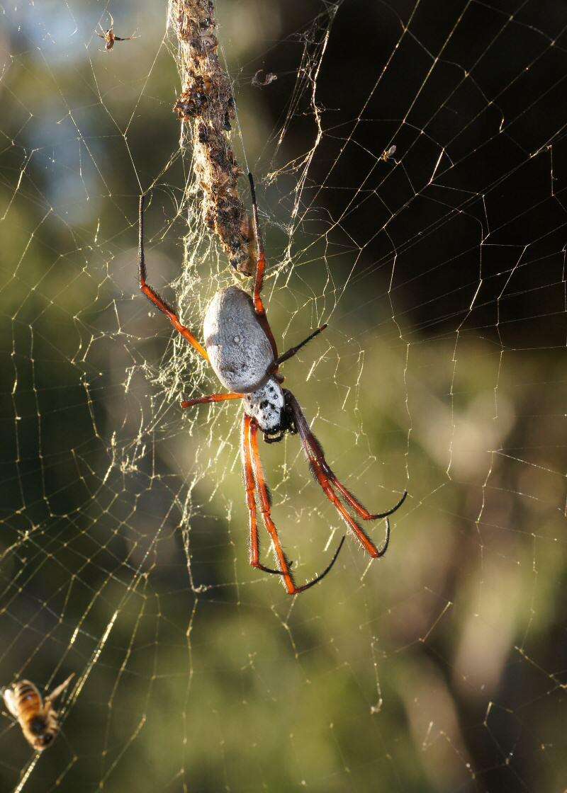 صورة Trichonephila edulis (Labillardière 1799)