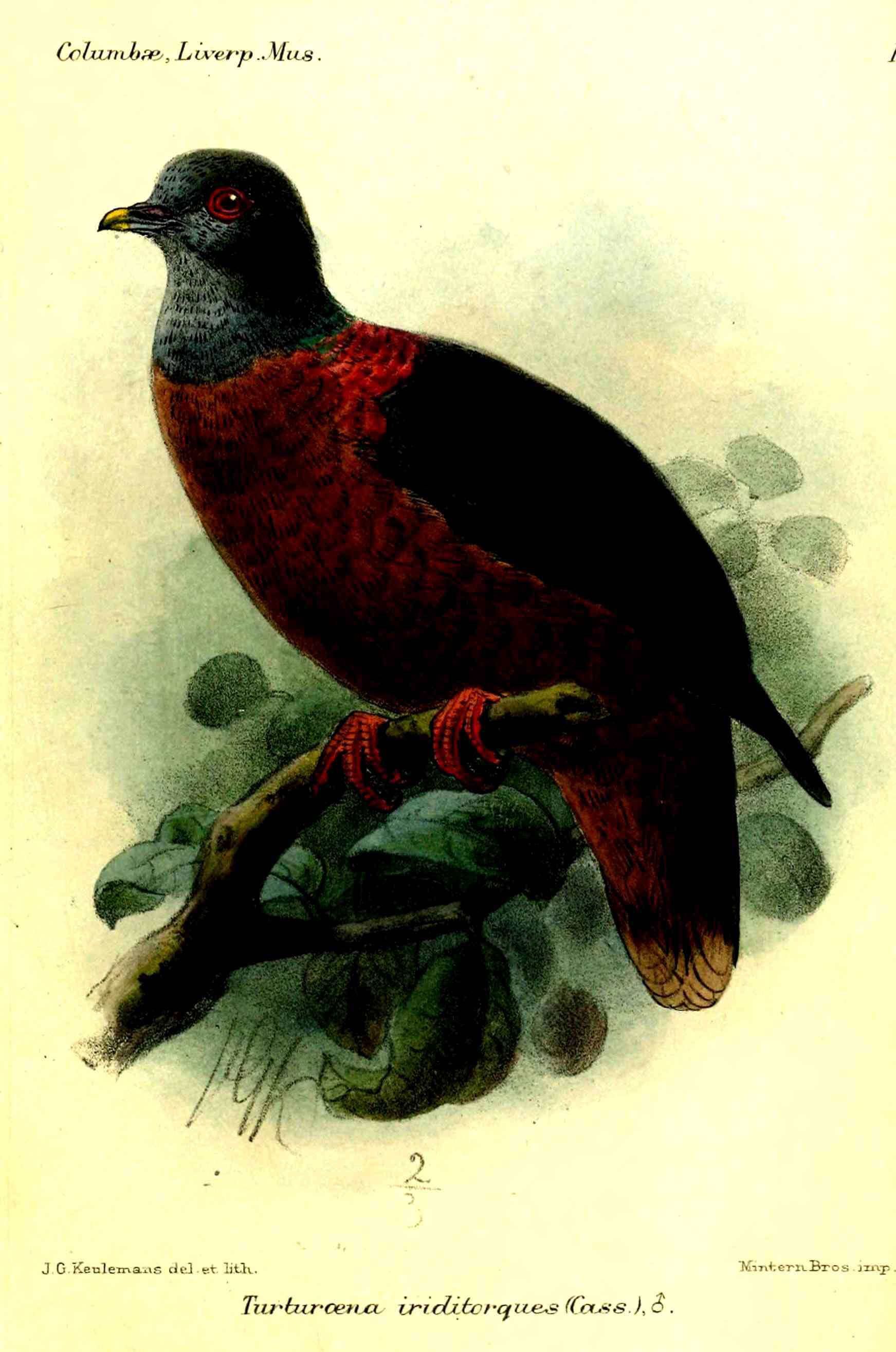 Image of Western Bronze-naped Pigeon