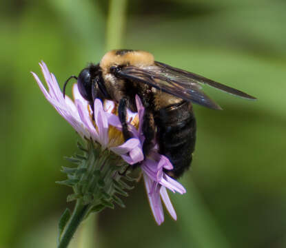 Image of Xylocopa virginica krombeini Hurd 1961