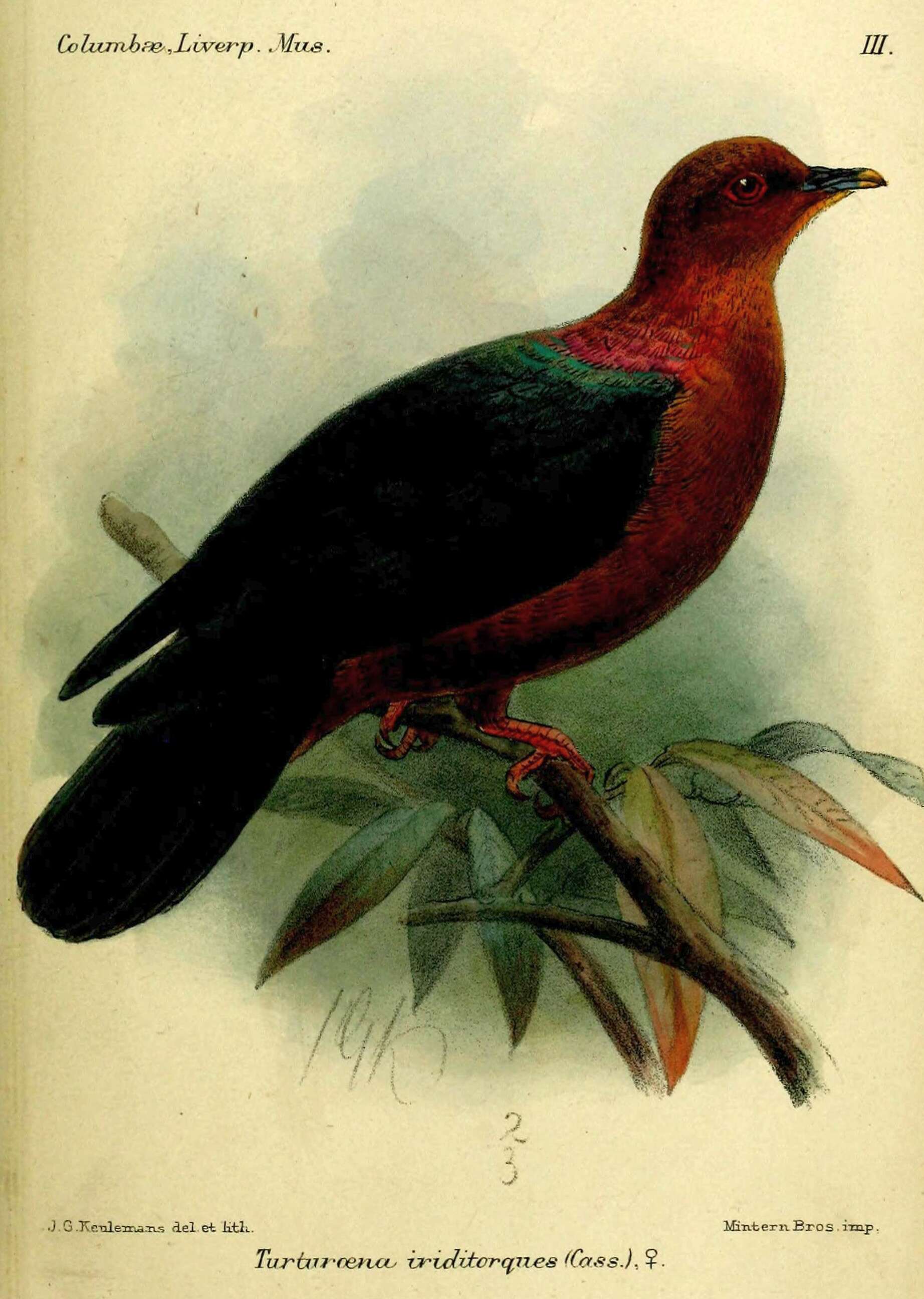 Imagem de Columba iriditorques Cassin 1856