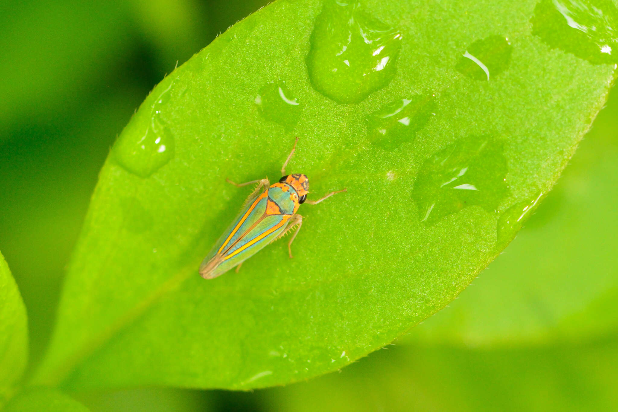 Image of Graphocephala aurolineata (Fowler 1900)