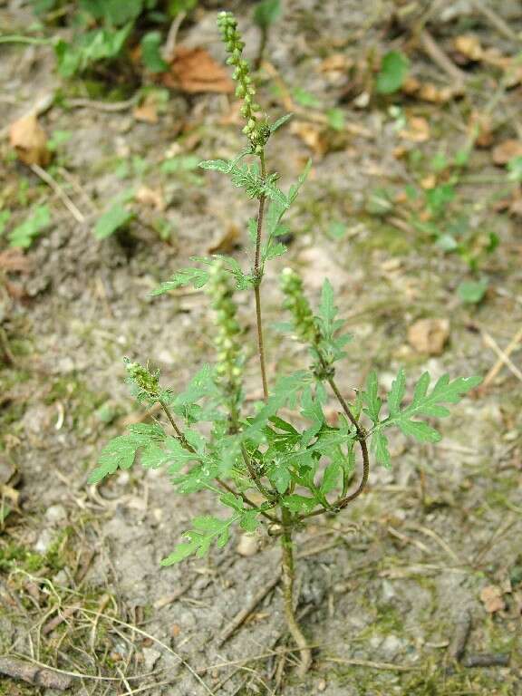 Image of annual ragweed